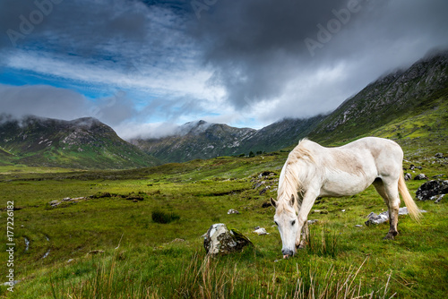 A Connemara pony  eats grass in the rain near a small road in Ireland