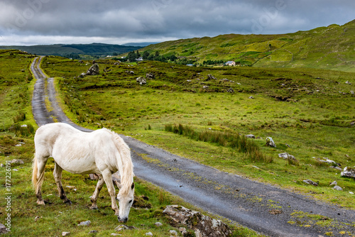 Fototapeta Naklejka Na Ścianę i Meble -  A Connemara pony loose in the Twelve Bens region of Ireland