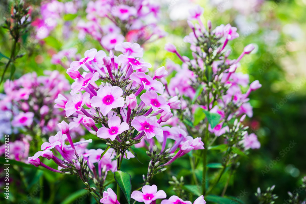 Blooming phlox Blooming phlox