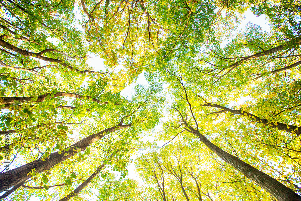 Feel nature autumn forest Feel nature autumn forest