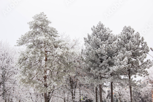 Winter fir trees and trees snowy landscape in winter park photo