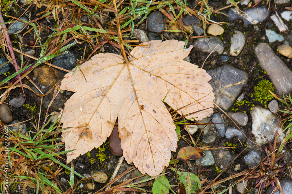 Ahornblatt im herbst