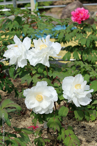 Peony flowers photo