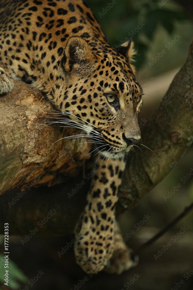 Endangered amur leopard resting on a tree in the nature habitat. Wild animals in captivity. Beautiful feline and carnivore. Panthera pardus orientalis. Endangered amur leopard resting on a tree in the nature habitat. Wild animals in captivity. Beautiful feline and carnivore. Panthera pardus orientalis.