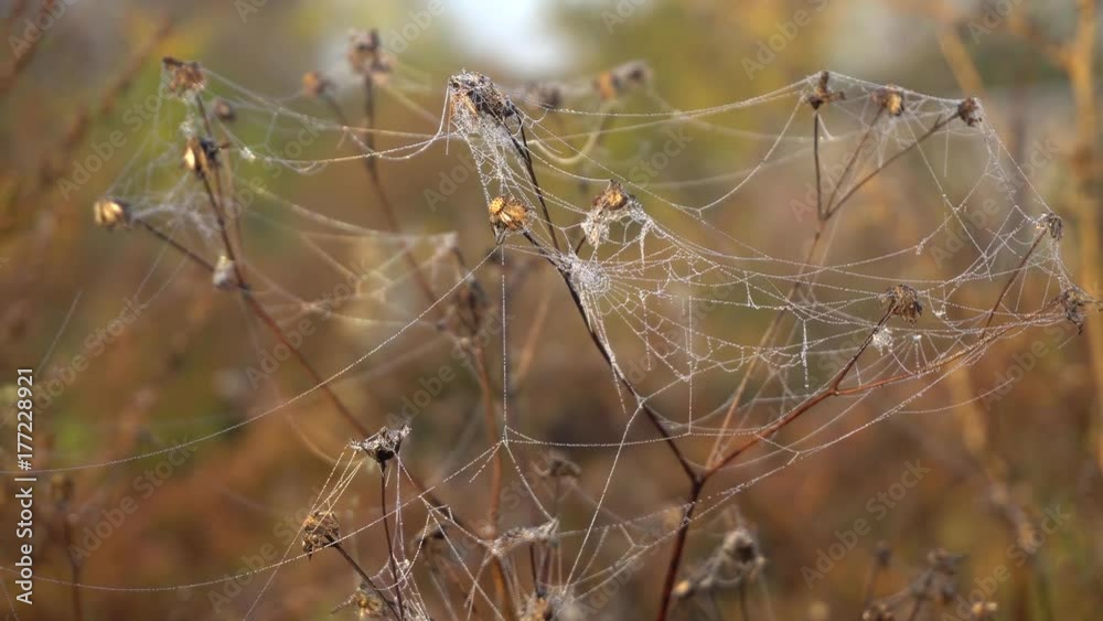 Wet indian summer on the dry plant
