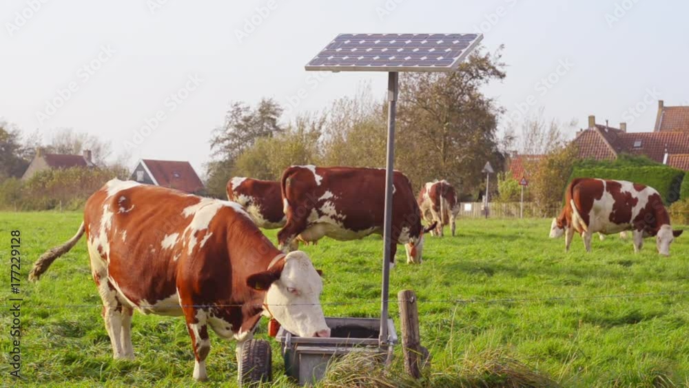 cow drinking water from solar powered pump fed basin