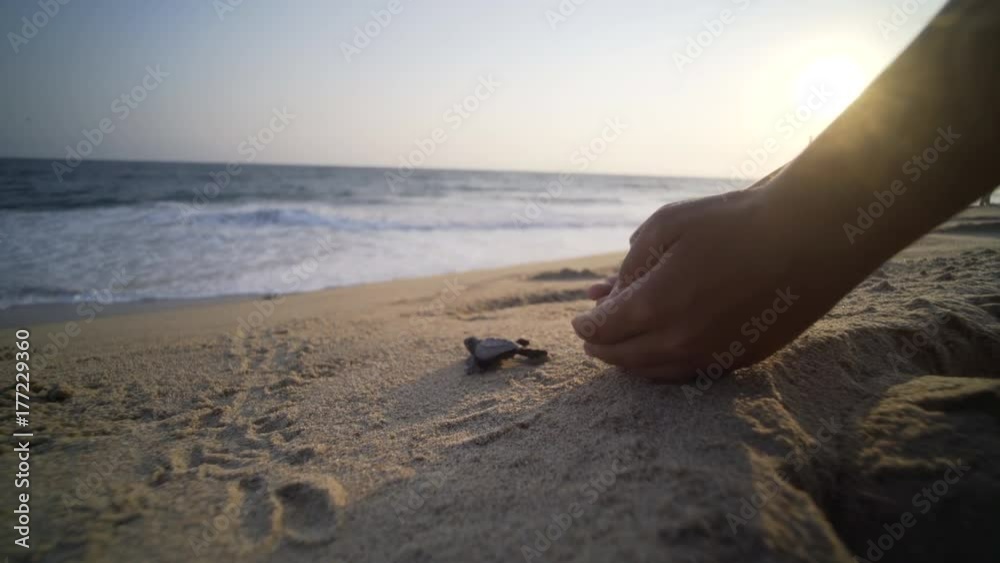 women walking release turtle to seaside, turtle go out from wooden bowl and run , turtle  sanctuary hatchery located on the beach