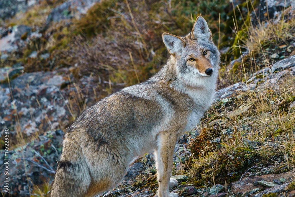 Alaska coyote Alaska coyote