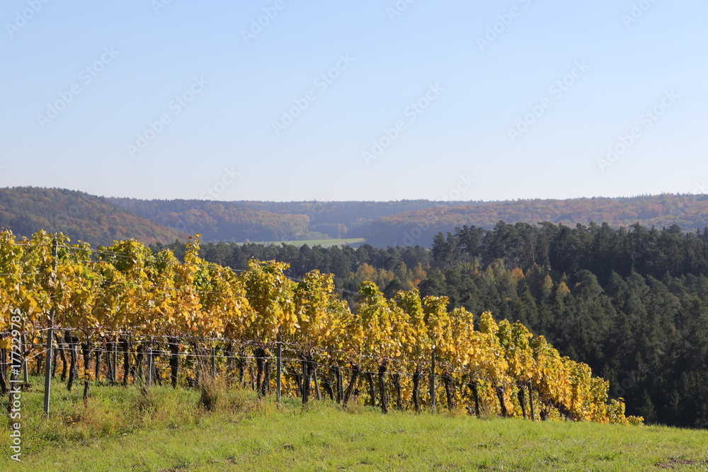 Weinstock im goldenen Herbst in Franken
