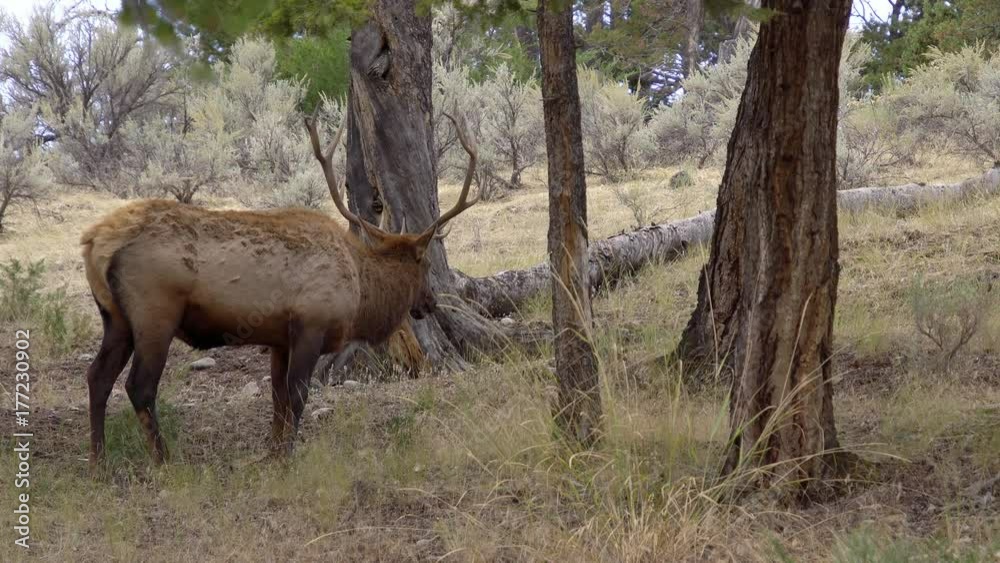 Bull Elk with trophy antlers grazing in forest Bull Elk with trophy antlers grazing in forest