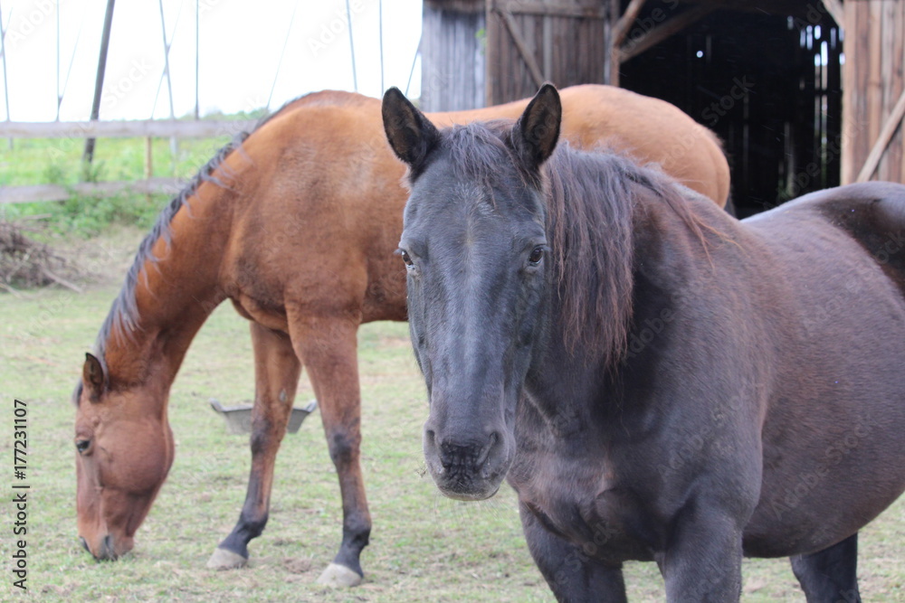 Obraz premium Pferde im Stall