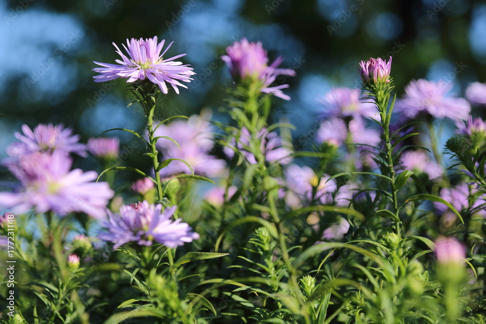 Beautiful flower blue aster. Beautiful flower blue aster.