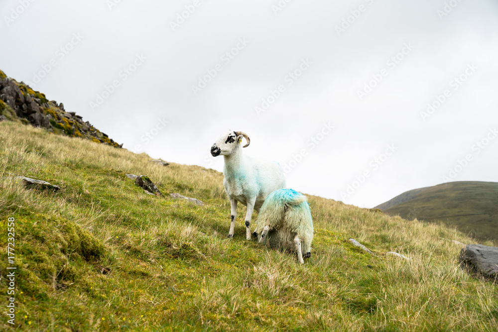 Fototapeta premium High country farming and black faced sheep on Slieve Mish Mountains, Ireland