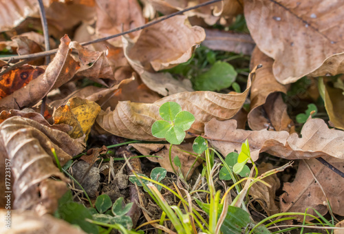 Four leaf clover in the autumn