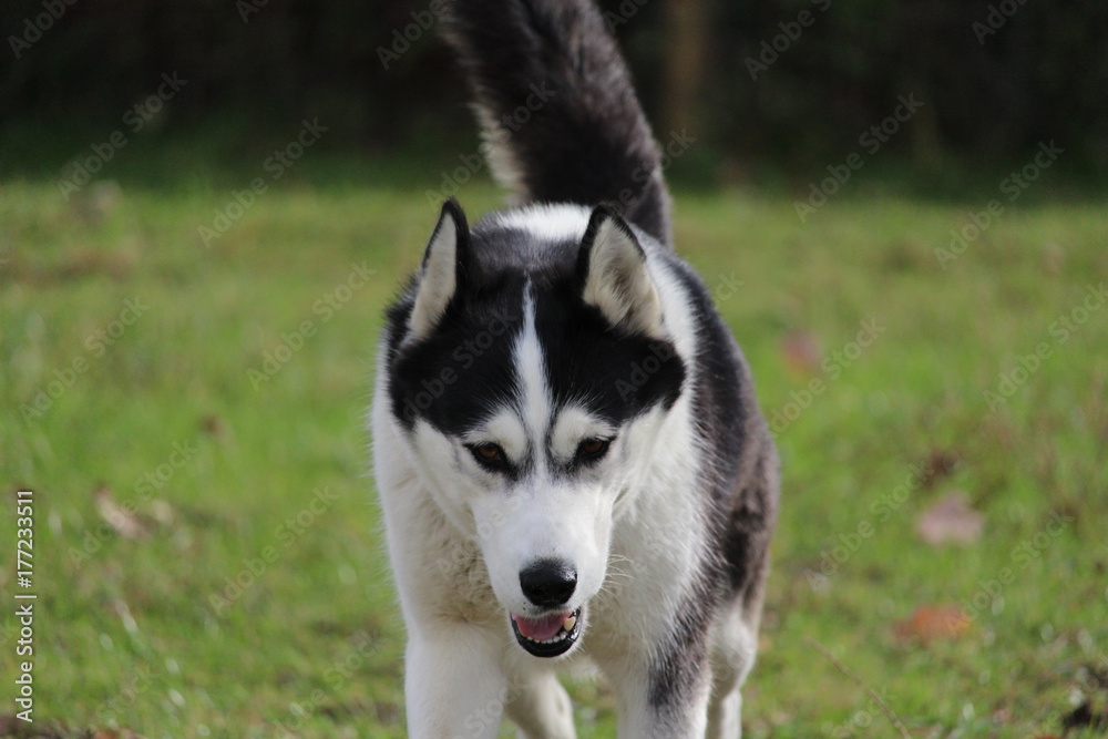 hunde husky terrier beim spielen