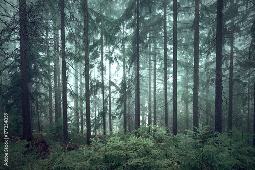 Fototapeta Naklejka Na Ścianę i Meble -  Mystic green seasonal foggy conifer forest trees.