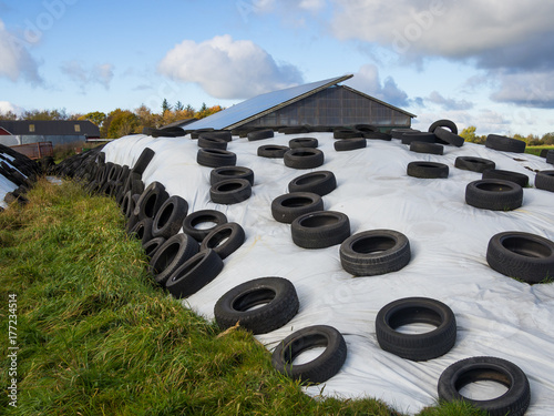 Large heap of silage as animal fodder covered in rubber tires and white plastic on farm in North Germany