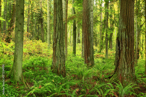 a picture of an Pacific Northwest forest