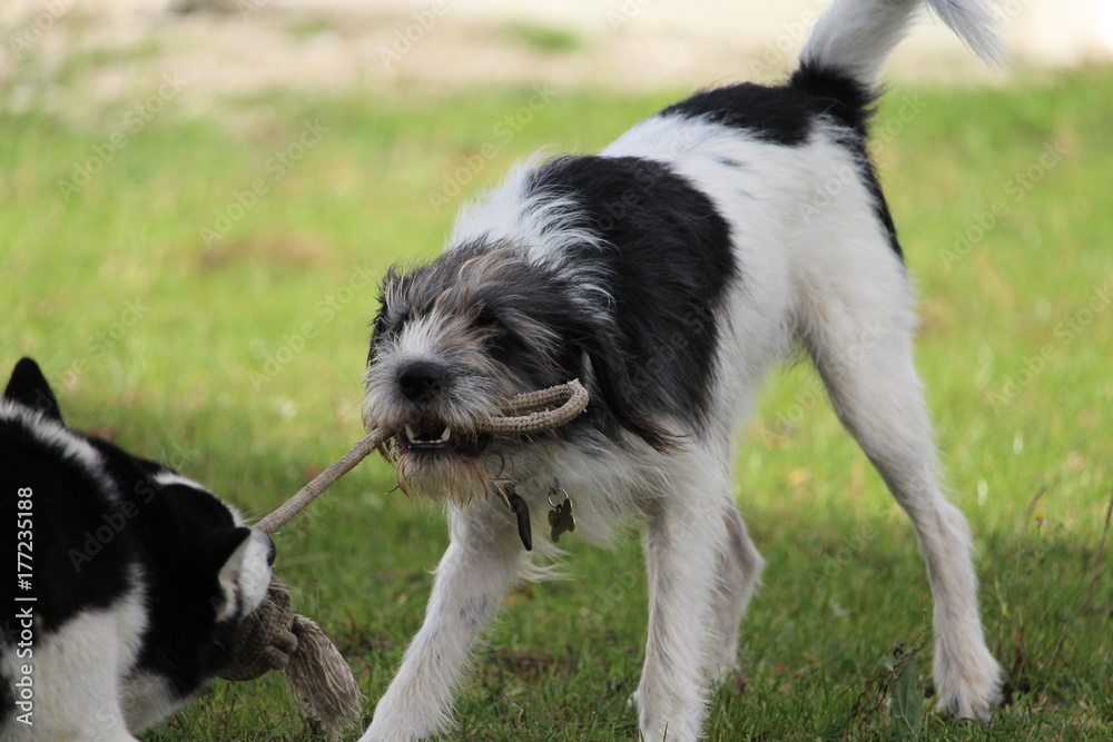 Terrier zieht am ball, Spielen mit anderen Hund Husky Terrier zieht am ball, Spielen mit anderen Hund Husky