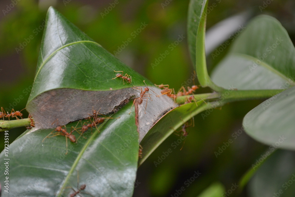 a set of ants in the green leaves make a nest in nature a set of ants in the green leaves make a nest in nature
