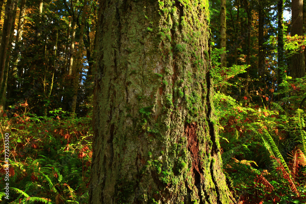Naklejka premium a picture of an Pacific Northwest forest and Silver fir tree