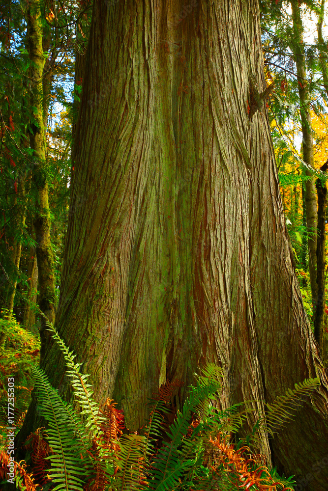 a picture of an Pacific Northwest forest and Yellow cedar tree
