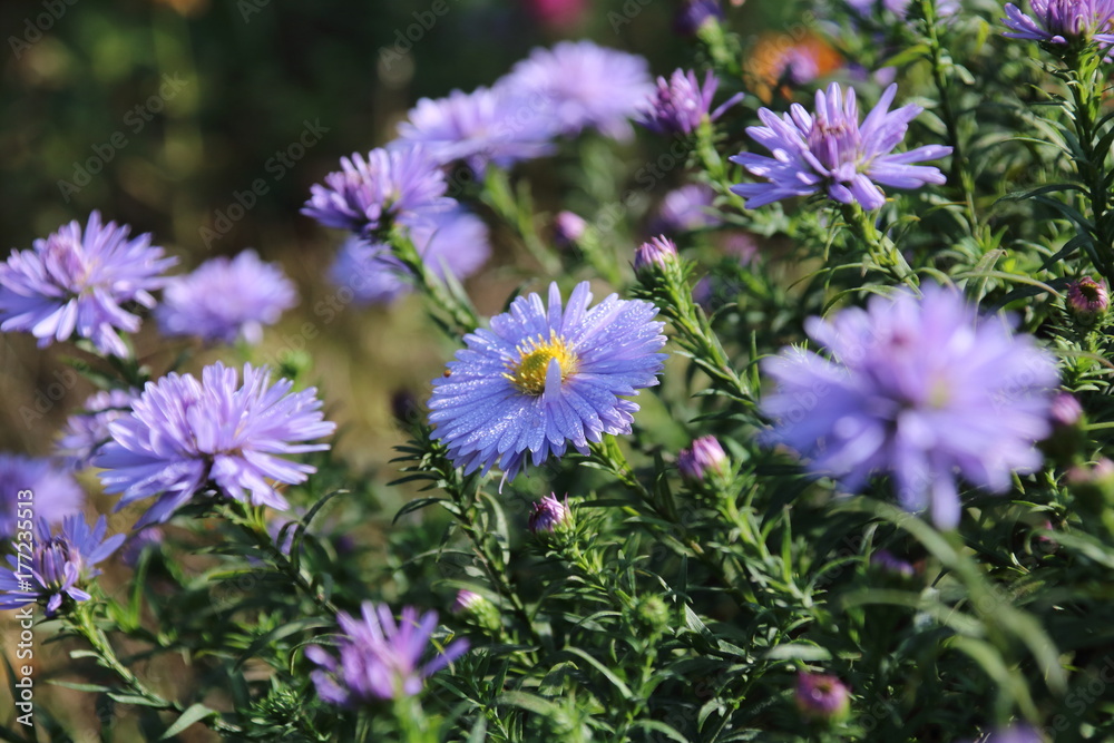 Beautiful flower blue aster. Beautiful flower blue aster.