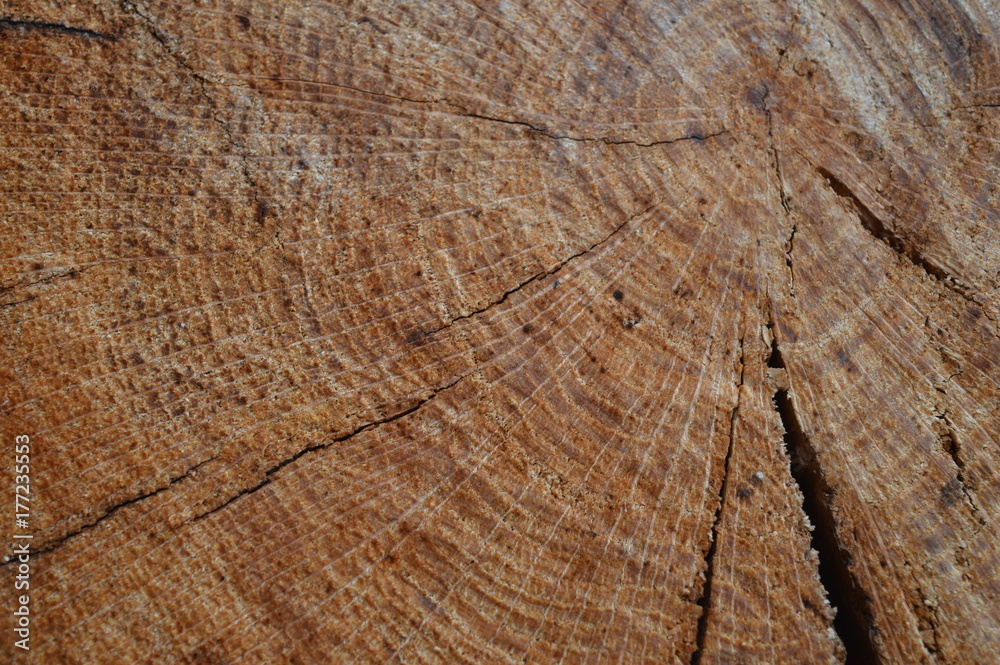 Fototapeta premium Wood texture cut tree trunk