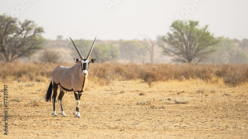 Kalahari Gemsbok photo