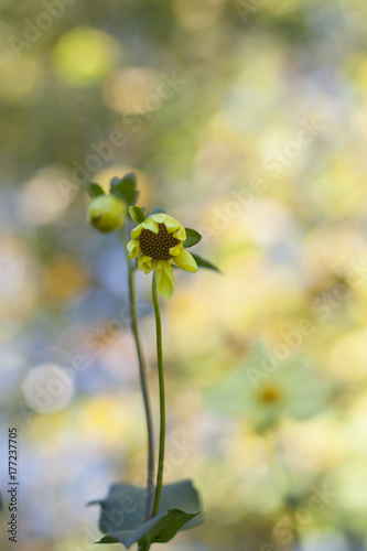 yellow dahlia with a blurred background photo