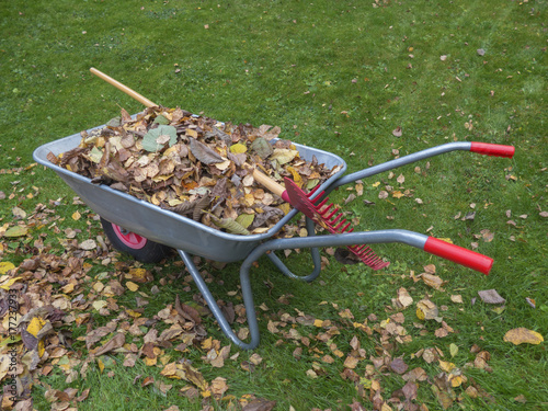wheelbarrow with autumn leaves and a rake