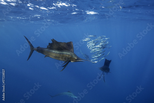 Atlantic sailfish hunting sardines in the waters off Isla Mujeres just outside Cancun, Mexico.