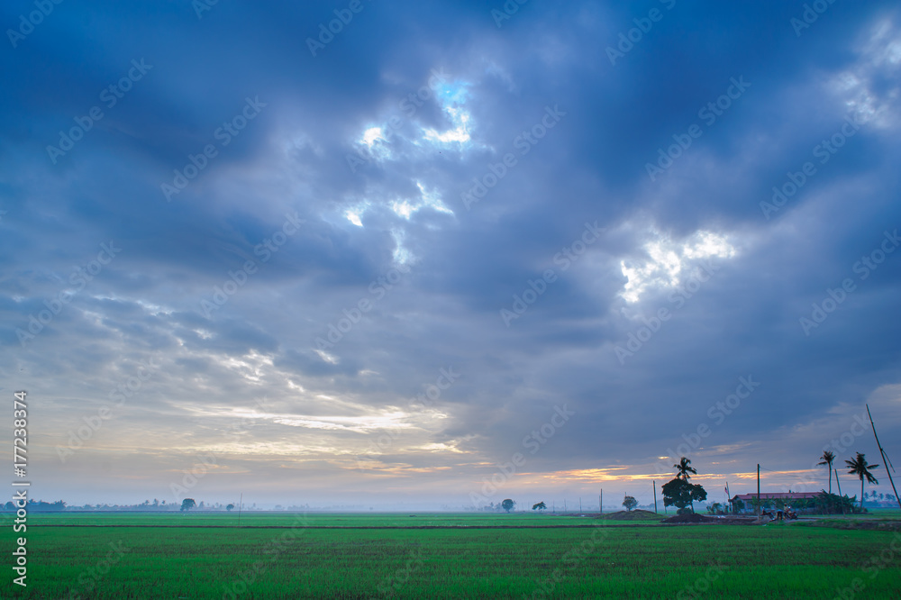 Naklejka premium sunset at paid field at Selangor Malaysia