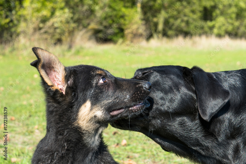 The dogs are playing in the park at sunny day. The dogs are playing in the park at sunny day.