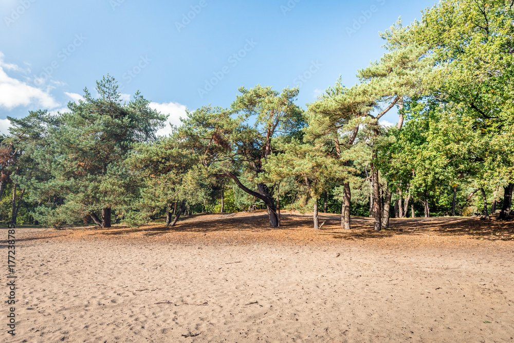 Sand area in a nature reserve with pine trees