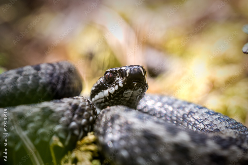 Fototapeta premium Common Viper