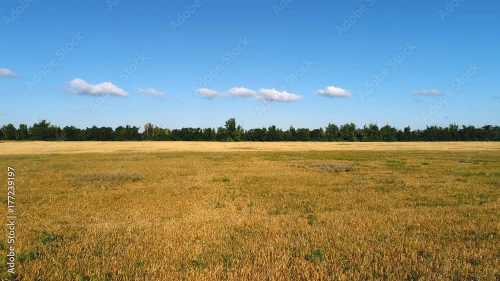 Beautiful farmland landscape with wheat field and forest. Aerial view field Beautiful farmland landscape with wheat field and forest. Aerial view field