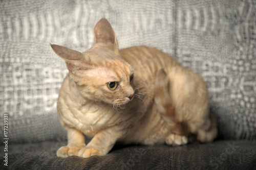 Devon Rex  Cat on grey background photo