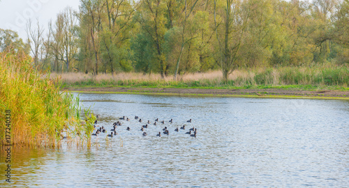 Wallpaper Mural Birds on the shore of a pond in sunlight at fall
 Torontodigital.ca