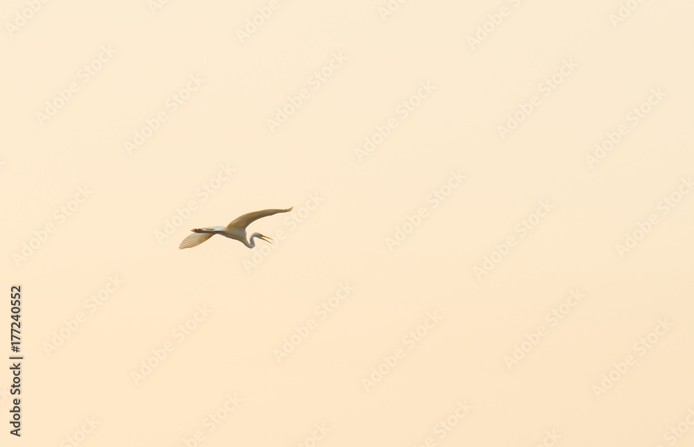 Egret flying in a yellow sky in sunlight at fall Egret flying in a yellow sky in sunlight at fall