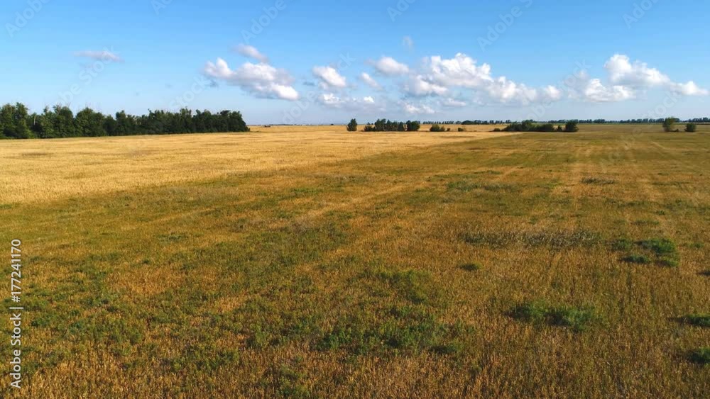 Top view of wheat field at harvest. Agricultural concept Top view of wheat field at harvest. Agricultural concept