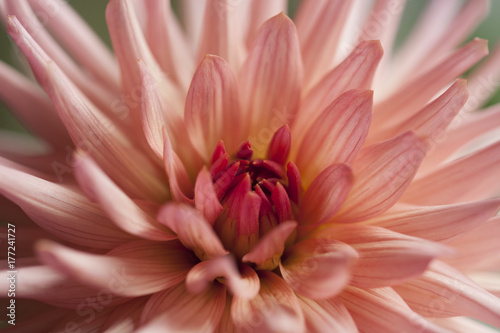peach pink dahlia georgine