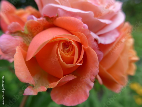 peach orange roses