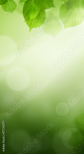 Spring Bokeh Background with Green Leaves © artmim