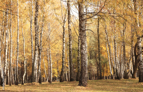 beautiful scene in yellow autumn birch forest in october with fallen yellow autumn leaves
