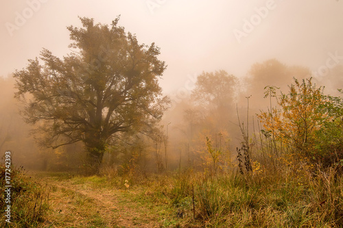 Scenic landscape of forest in fall and lonely tree