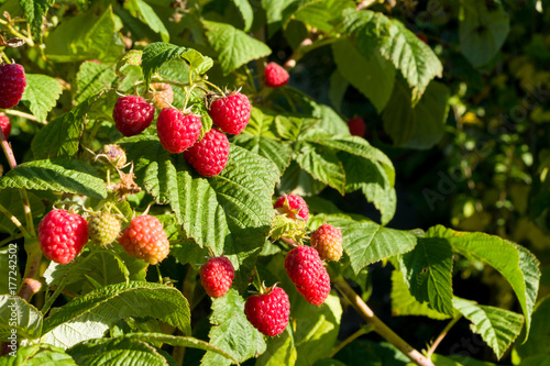 Closeup of raspberry branch with ripe berries in sunlight. Shallow depth of field.