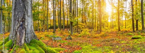 Fotografia, Obraz Beautiful autumn colored beech trees landscape