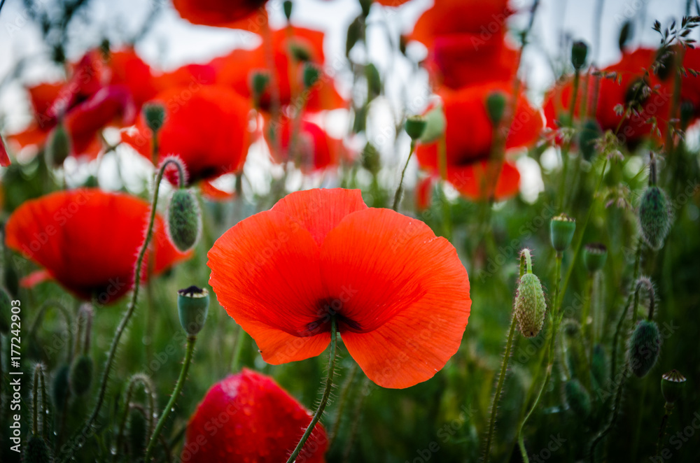 Obraz premium red poppies. on a background of green grass.