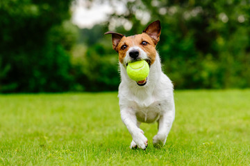 Acrylglasbilder Hund Hund spielt mit Ball auf Rasen  © alexei_tm